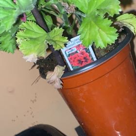 Photo of the plant species Pelargonium 'Candy Flowers Bright Red' by @CandyFlowerMint named Luna on Greg, the plant care app