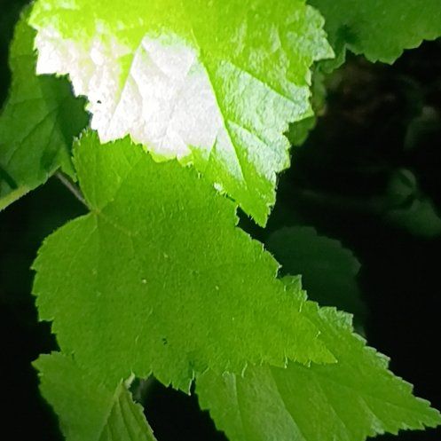 Photo of the plant species Common Birch by @GivingJerseytea named Leaf Erickson on Greg, the plant care app