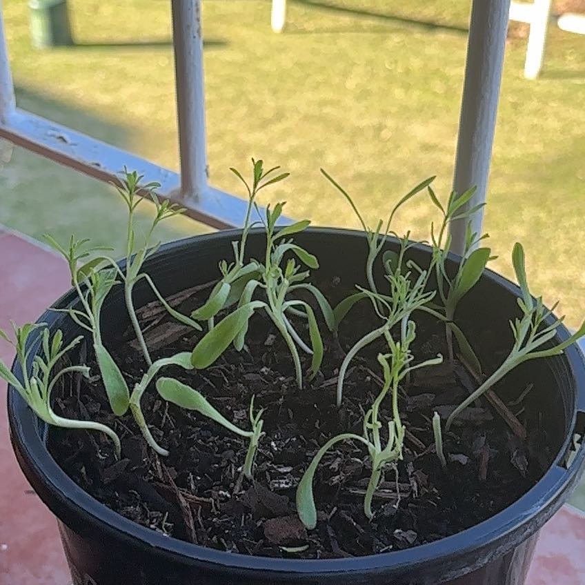 Photo of the plant species Everlasting Daisy by @DefiantChives named Kobe on Greg, the plant care app