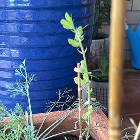 Photo of the plant species Sweet Pea 'Sweetie' by @DefiantChives named Baesil on Greg, the plant care app
