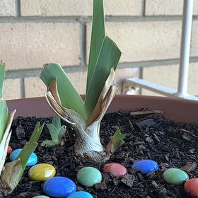 Photo of the plant species Bearded Iris 'Shazam' by @DefiantChives named Osmo on Greg, the plant care app