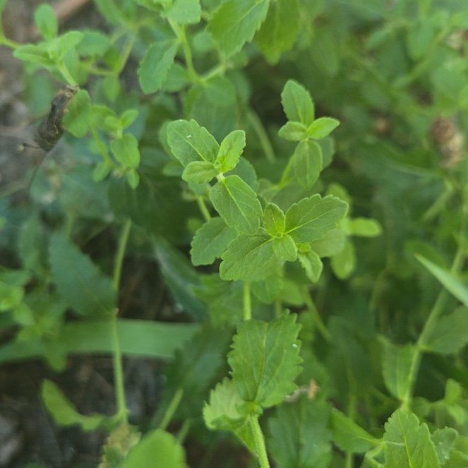 Photo of the plant species Bird's-Eye Speedwell by @ElderTitoki83 named Terra on Greg, the plant care app