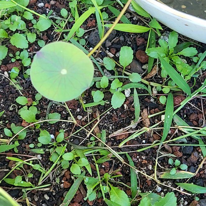 Photo of the plant species Nelumbo Lutea by @BestCallalily46 named Kobe on Greg, the plant care app