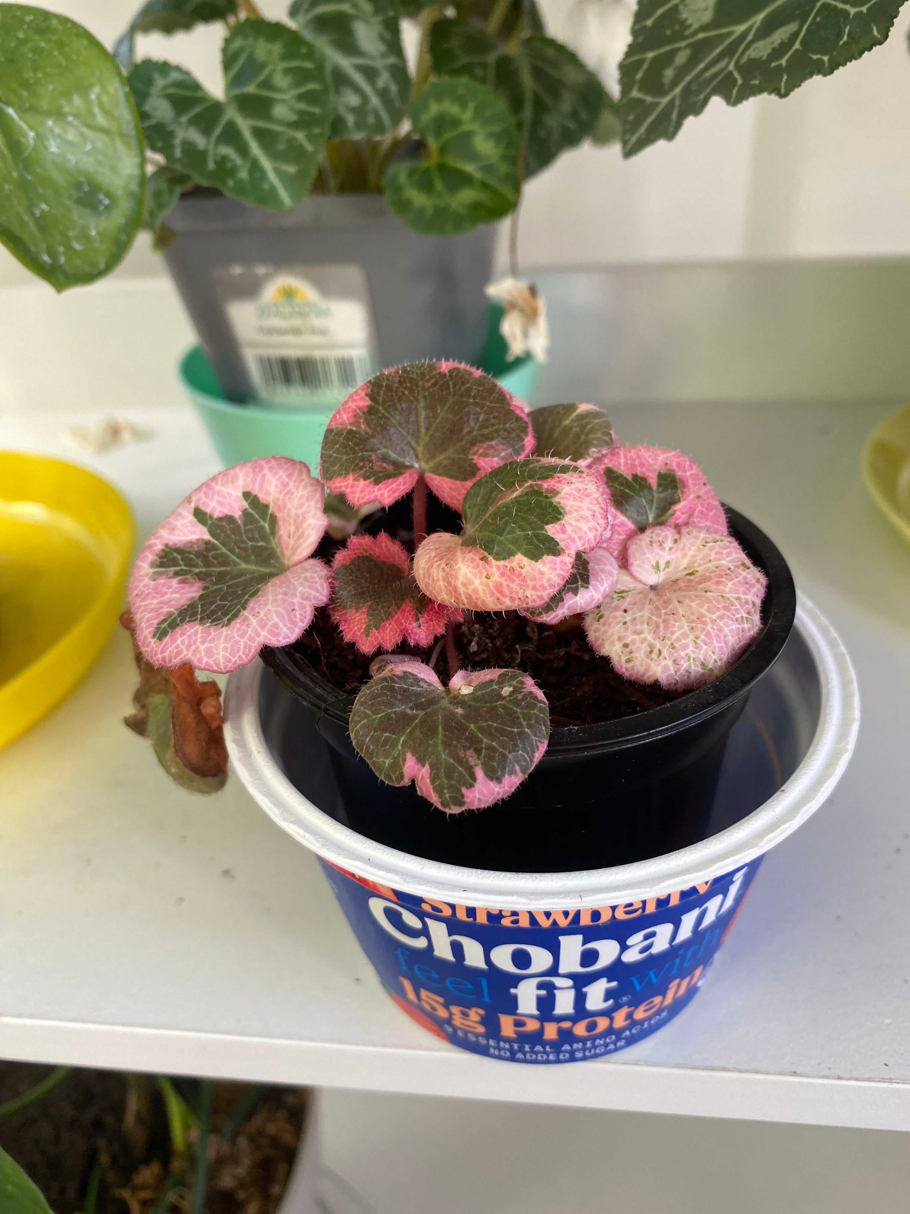 Fracazzano Multicolor 挿木苗 イチジク Fracazzano Multicolor 挿木苗 イチジク いちじくの苗木一覧