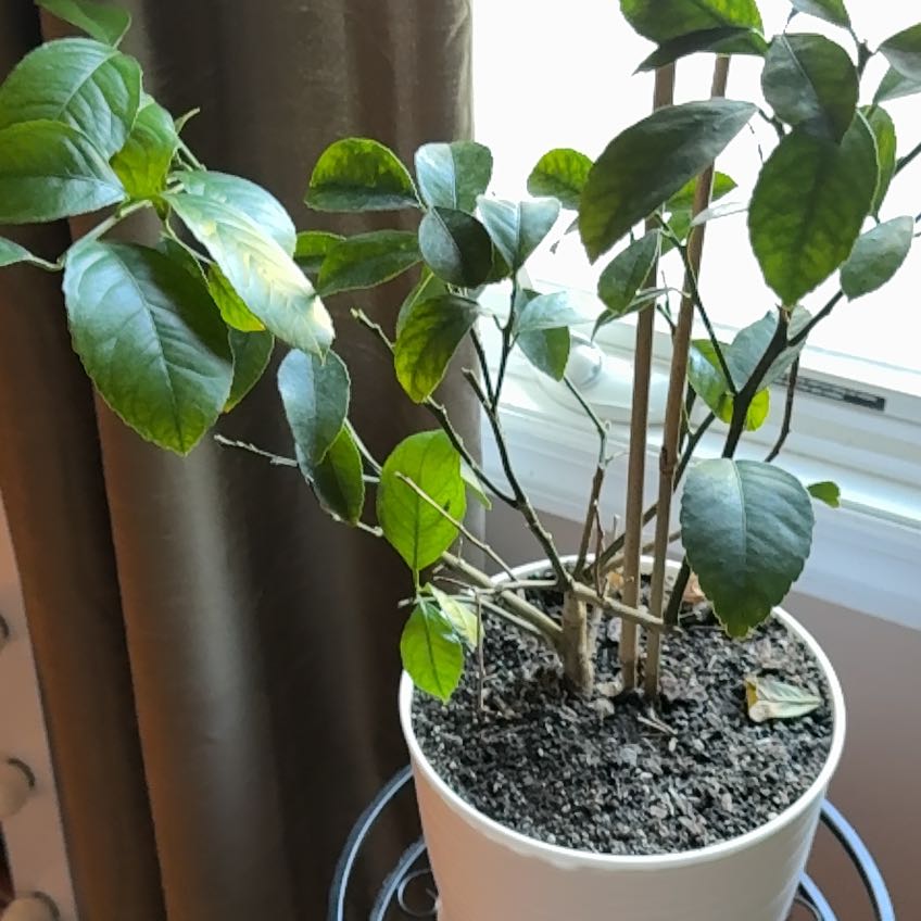 Photo of the plant species Meyer Lemon Tree by @SecureRose88 named Diana on Greg, the plant care app