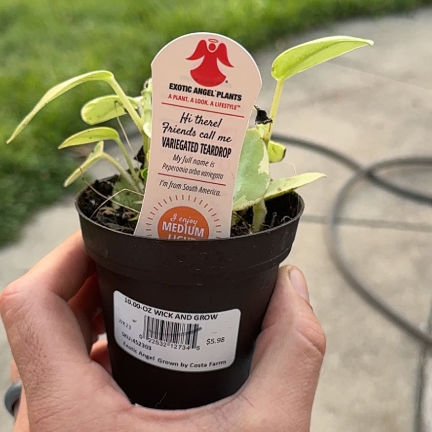 Photo of the plant species variegated teardrop by @LoyalKiekie68 named Curie on Greg, the plant care app