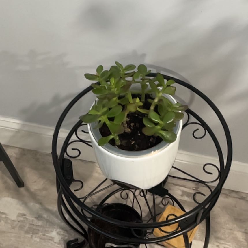 Photo of the plant species Jade by @PoeticDaisy98 named Drake on Greg, the plant care app