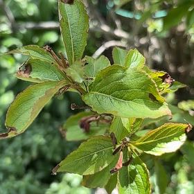 Photo of the plant species Weigela florida by @DotingOxtongue named Walt on Greg, the plant care app