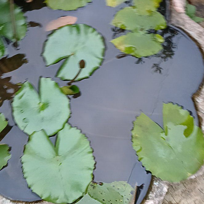 Photo of the plant species Star Lotus by @MatureAngelwing named Elle on Greg, the plant care app