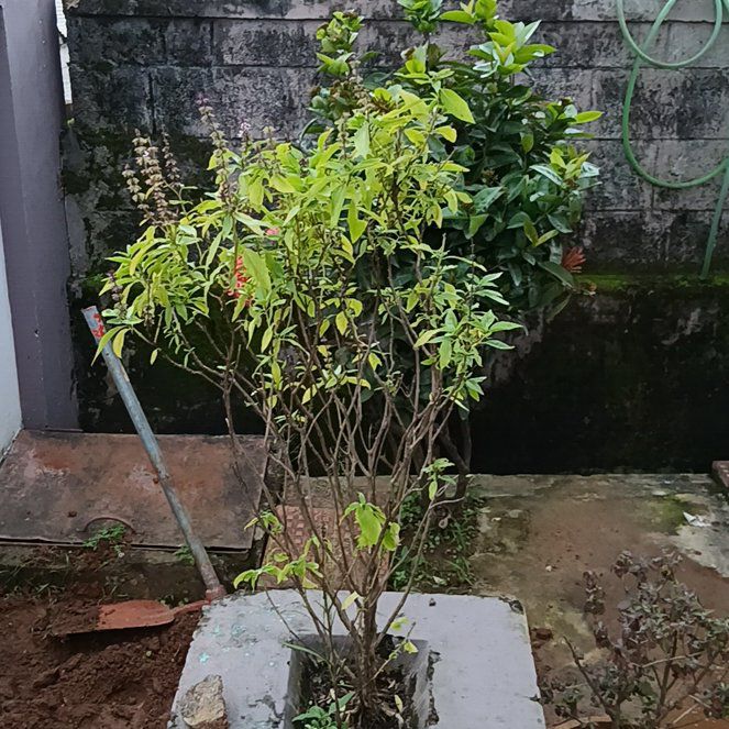 Photo of the plant species Krishna Tulasi by @MatureAngelwing named Winston on Greg, the plant care app