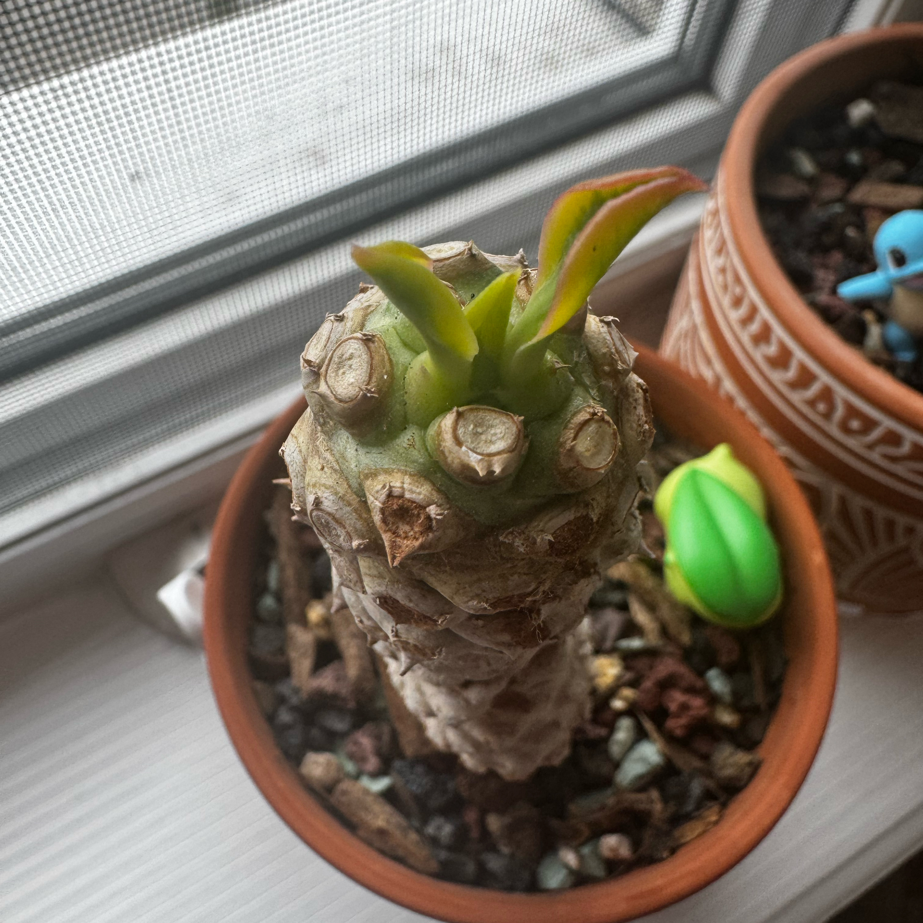 Photo of the plant species Variegated Euphorbia Poissonii by @EducatedMint10 named Chicka on Greg, the plant care app