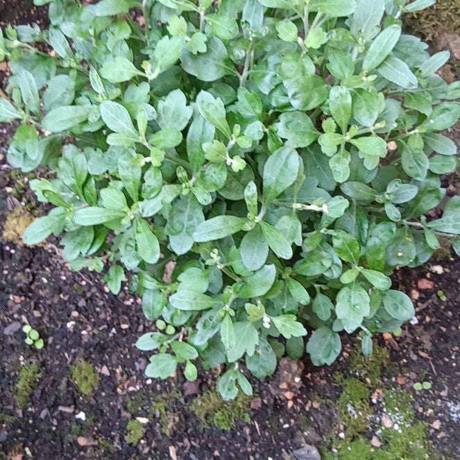 Photo of the plant species Ceylon Spinach by @FlawlessMango83 named Rainier on Greg, the plant care app