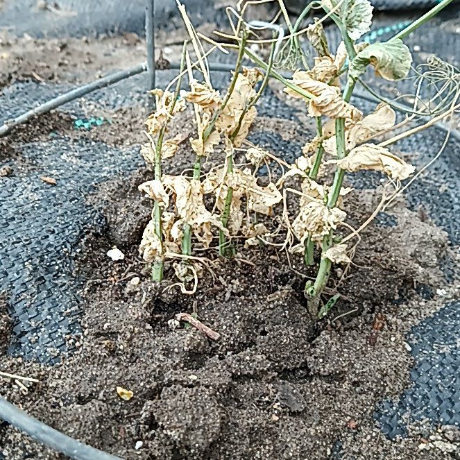 Photo of the plant species Super Sugar Snap Peas by @YesTreeheath14 named Kardashian on Greg, the plant care app