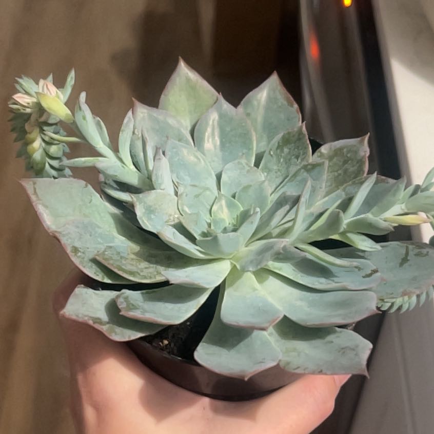 Photo of the plant species Blue Atoli Echevaria by @LuminousFlax63 named Achilles on Greg, the plant care app