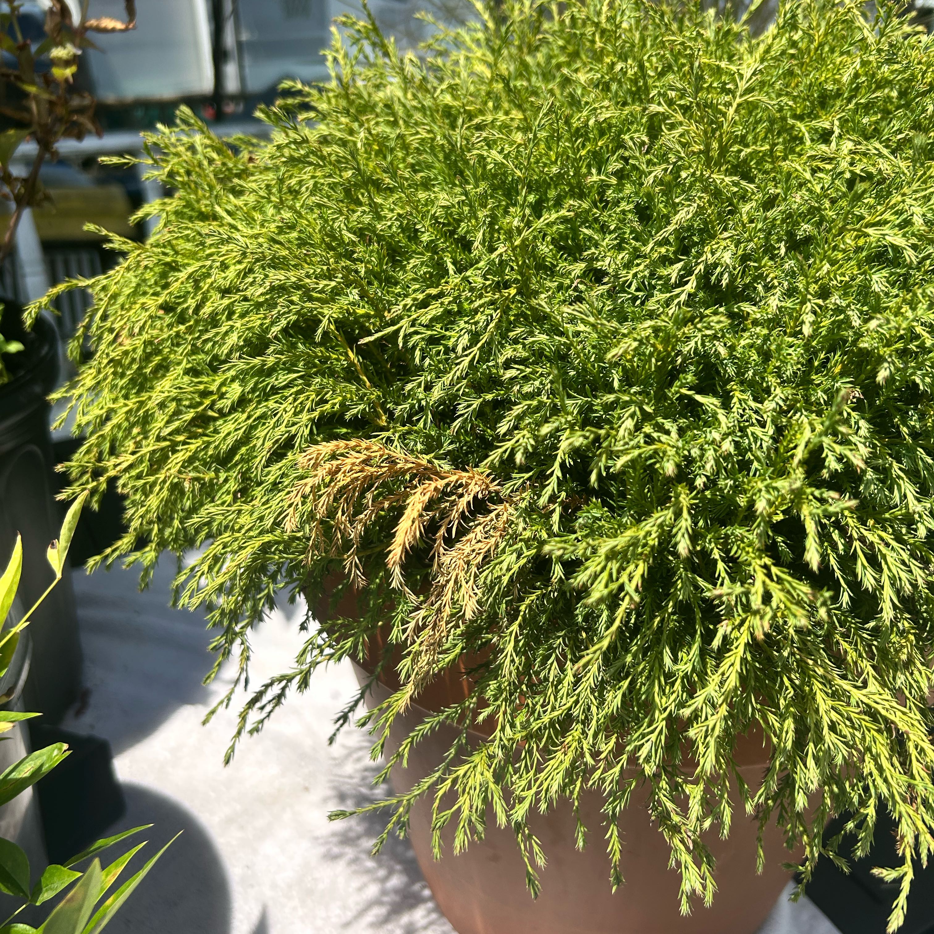 Photo of the plant species Pancake Arborvitae by @HooraySalsa38 named Keanu Leaves on Greg, the plant care app