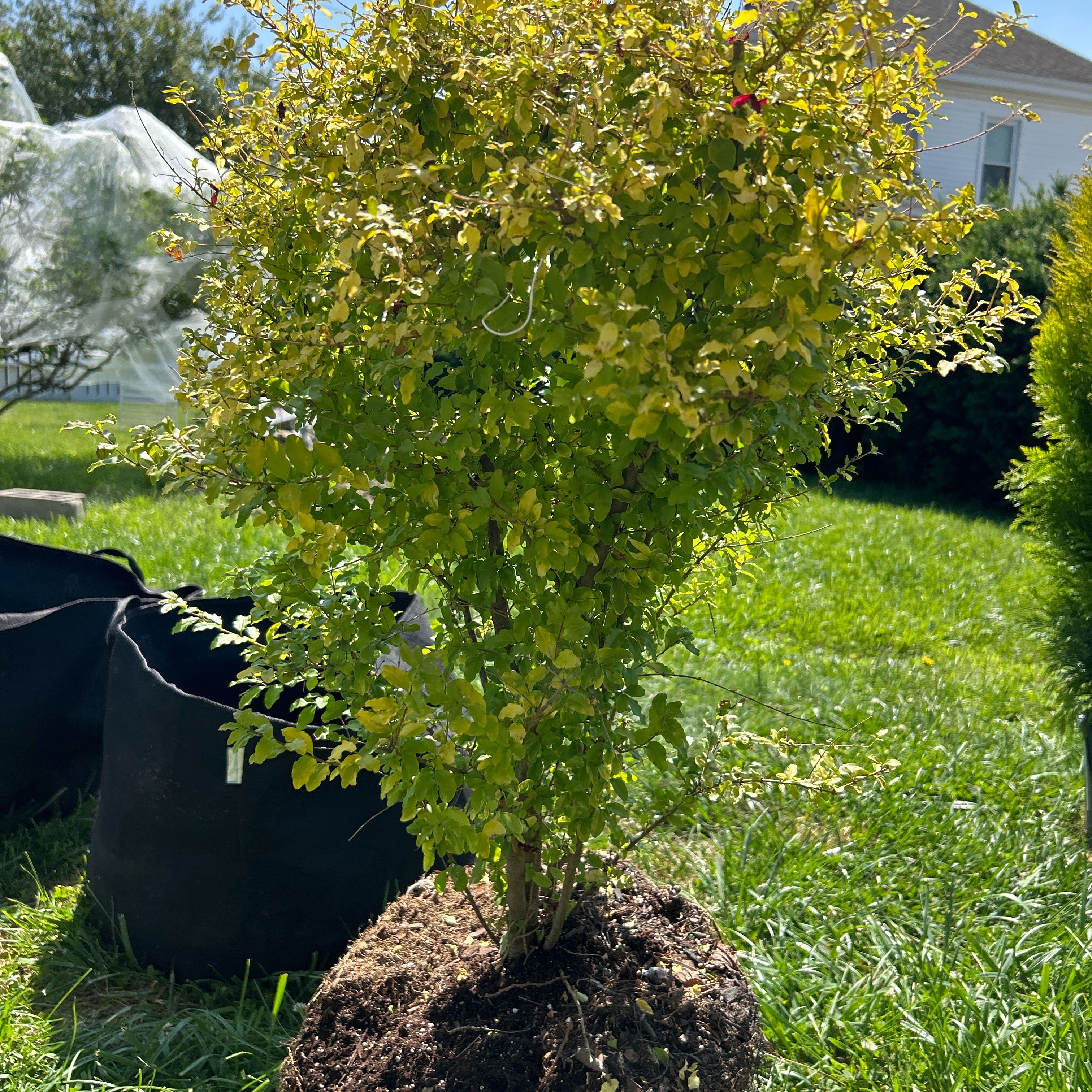 Photo of the plant species Sunshine Ligustrum by @HooraySalsa38 named Huckleberry Fern on Greg, the plant care app