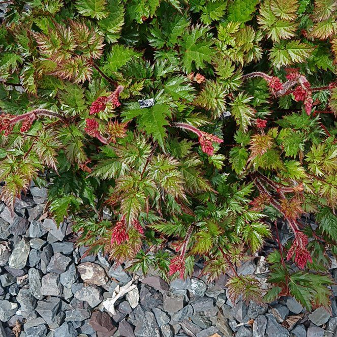 Photo of the plant species Buck's-Beard by @GuruNinebark13 named Messi on Greg, the plant care app