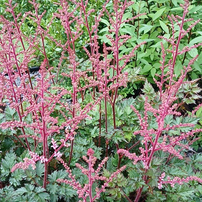 Photo of the plant species Garden Orache by @GuruNinebark13 named Surya on Greg, the plant care app
