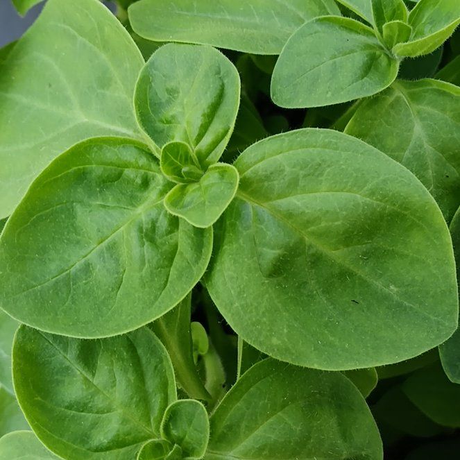 Photo of the plant species Petunia by @GuruNinebark13 named Bella on Greg, the plant care app
