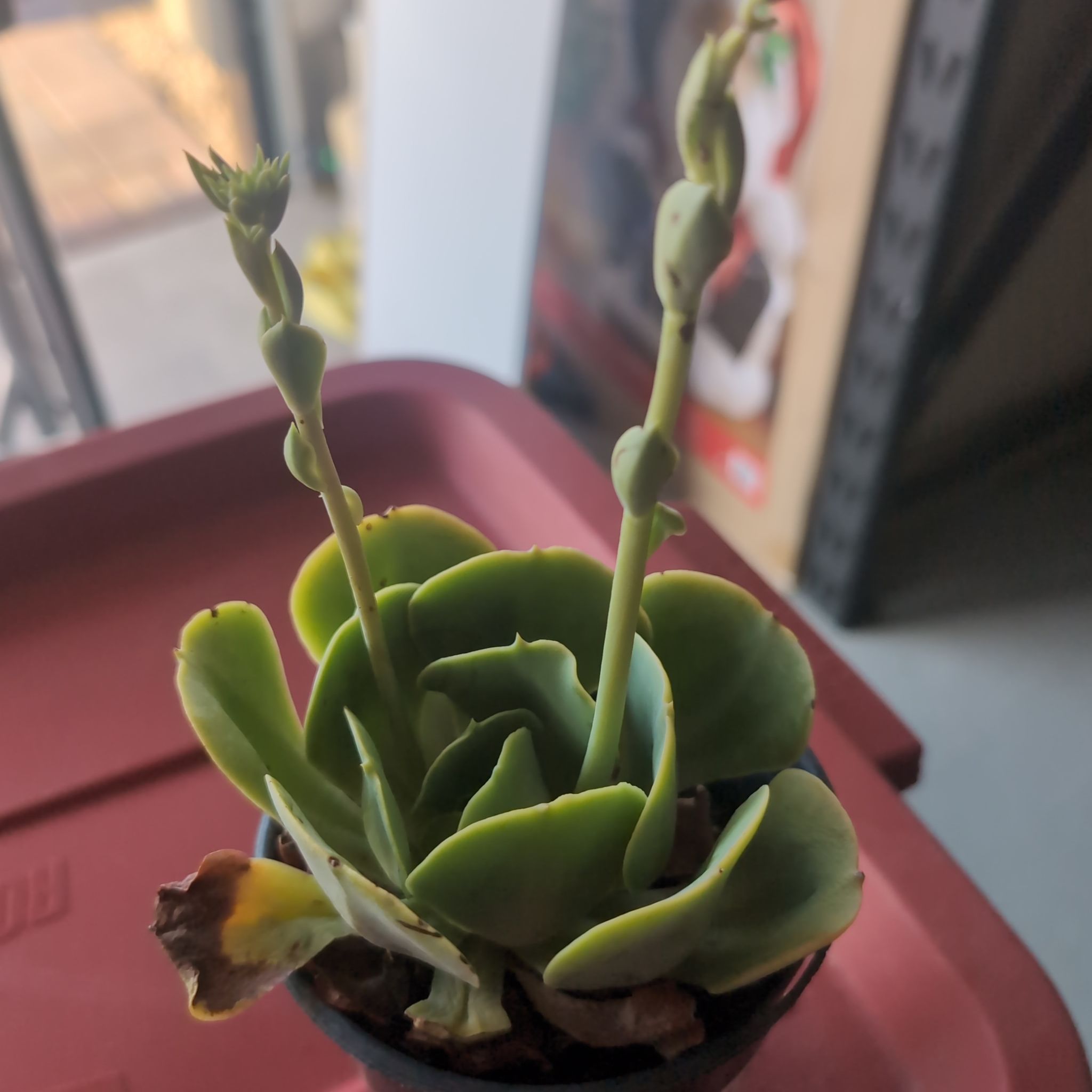 Photo of the plant species Echeveria 'Love's Light' by @JocoseSedum15 named Patio on Greg, the plant care app