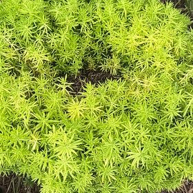 Photo of the plant species Spiky Bog-Moss by @ChicWildyam14 named Bigleef Smalls on Greg, the plant care app