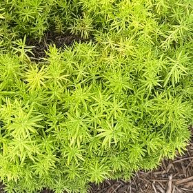Photo of the plant species Polytrichum formosum by @ChicWildyam14 named Diana on Greg, the plant care app