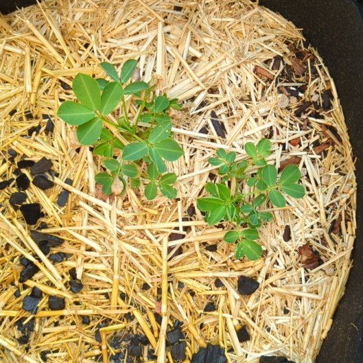Photo of the plant species Peanut by @SwellMelon34 named Nithin on Greg, the plant care app