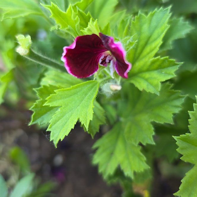 Photo of the plant species Regal Geranium by @HopefulKowhai96 named Martha on Greg, the plant care app