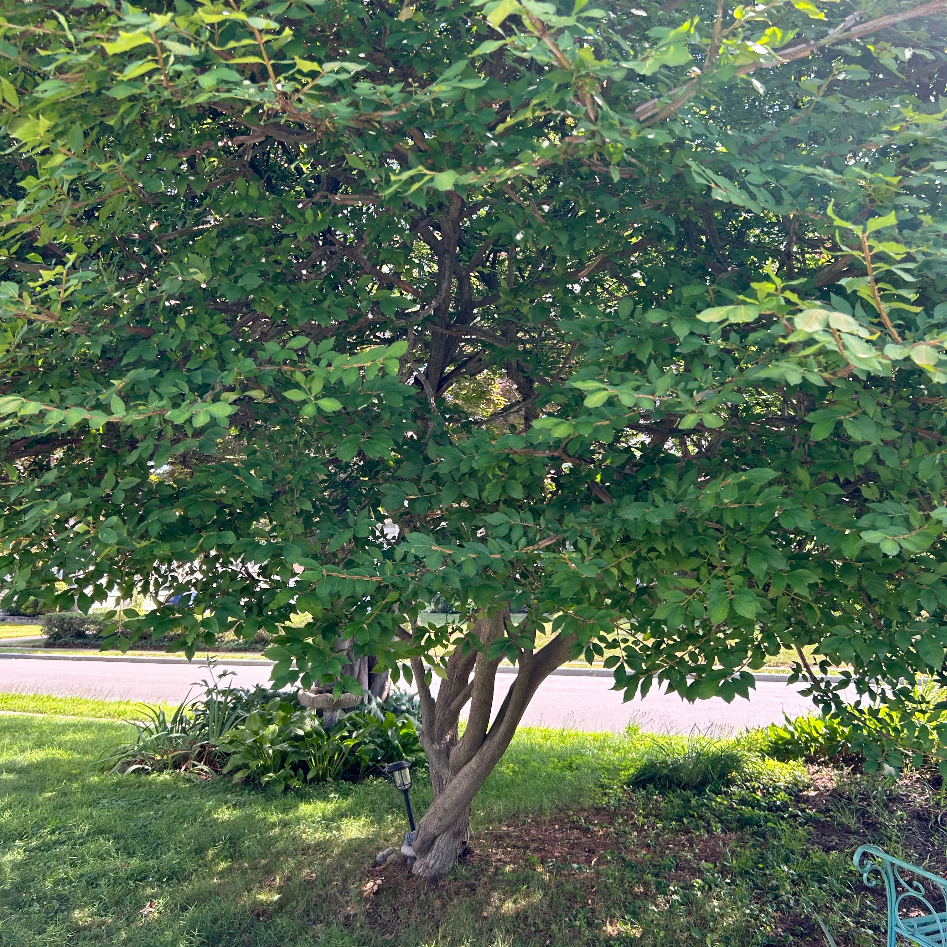 Photo of the plant species Paper Mulberry by @StarMendoza90 named Demi on Greg, the plant care app