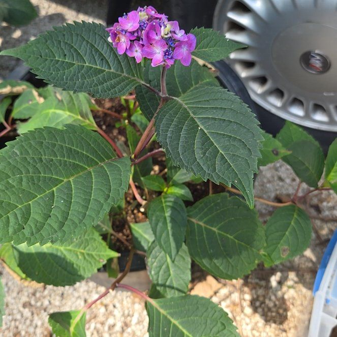 Photo of the plant species Endless Summer BloomStruck Hydrangea by @OverseerAlula22 named Bloomstruck on Greg, the plant care app