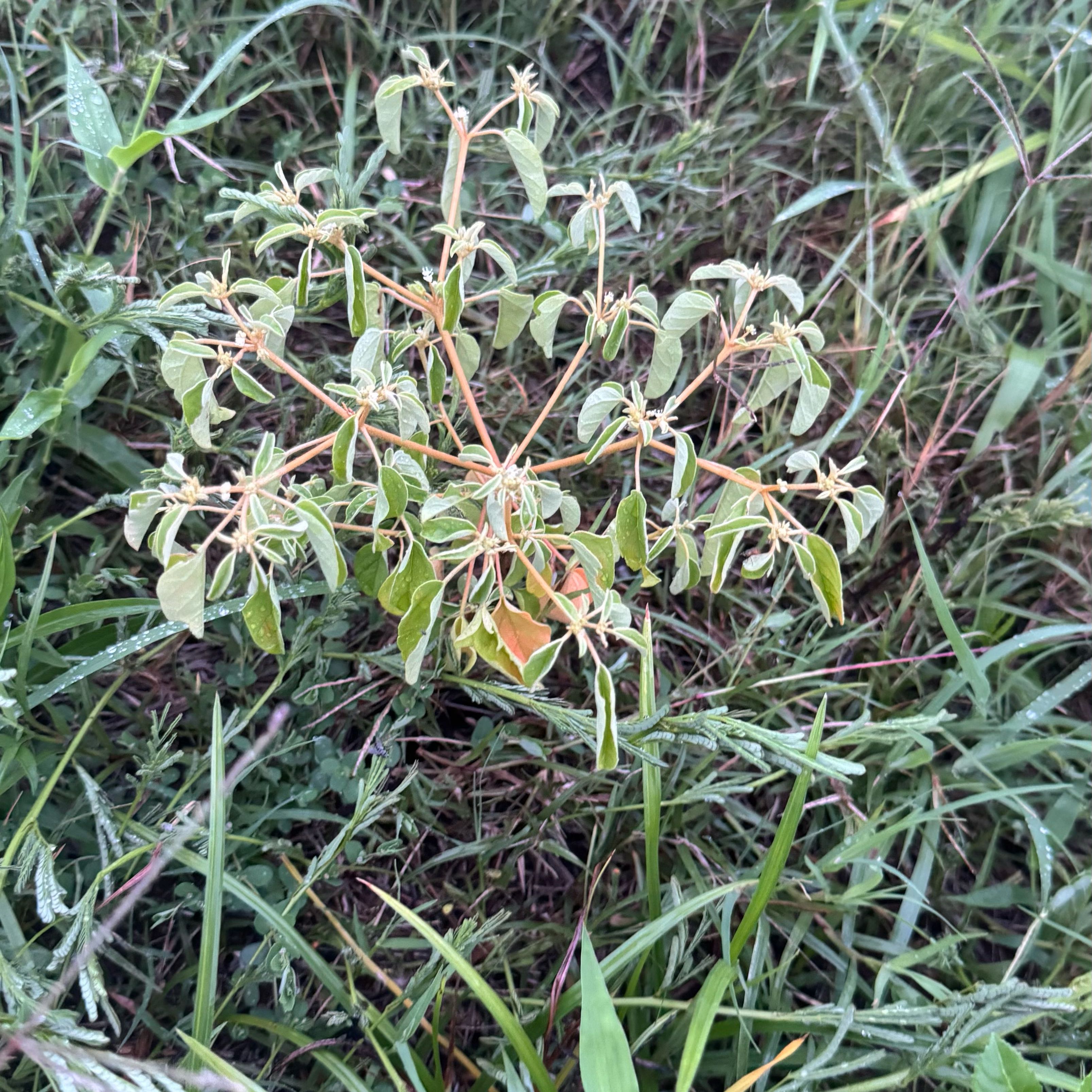 Photo of the plant species Capitate Croton by @ZippyCarrot93 named Taylor Swift on Greg, the plant care app