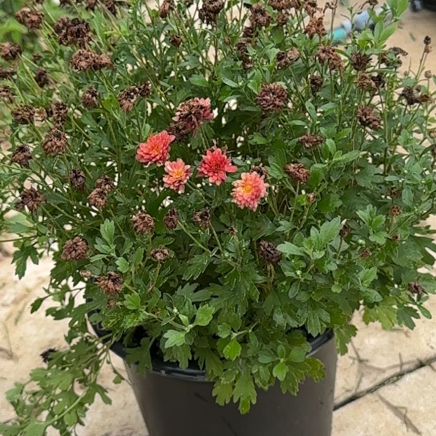 Photo of the plant species Garden Mum 'Leo' by @ConvictiveRose named Navajo on Greg, the plant care app