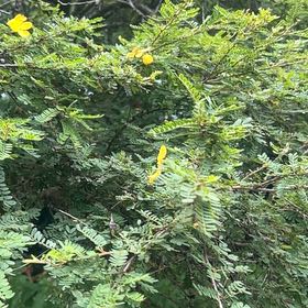 Photo of the plant species False Indigo by @UntiringCamphor named LiloStitch on Greg, the plant care app