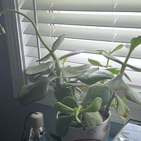 Photo of the plant species Cotyledon 'Silver Peak' by @FunHedera45 named Bailey on Greg, the plant care app