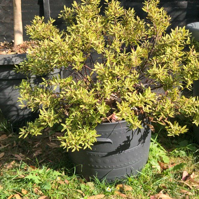 Photo of the plant species Common Sunshine Conebush by @RollickingHope named Surya on Greg, the plant care app