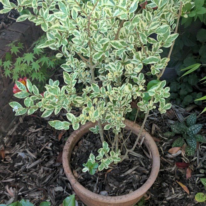 Photo of the plant species Kōhūhū by @RollickingHope named Winston on Greg, the plant care app