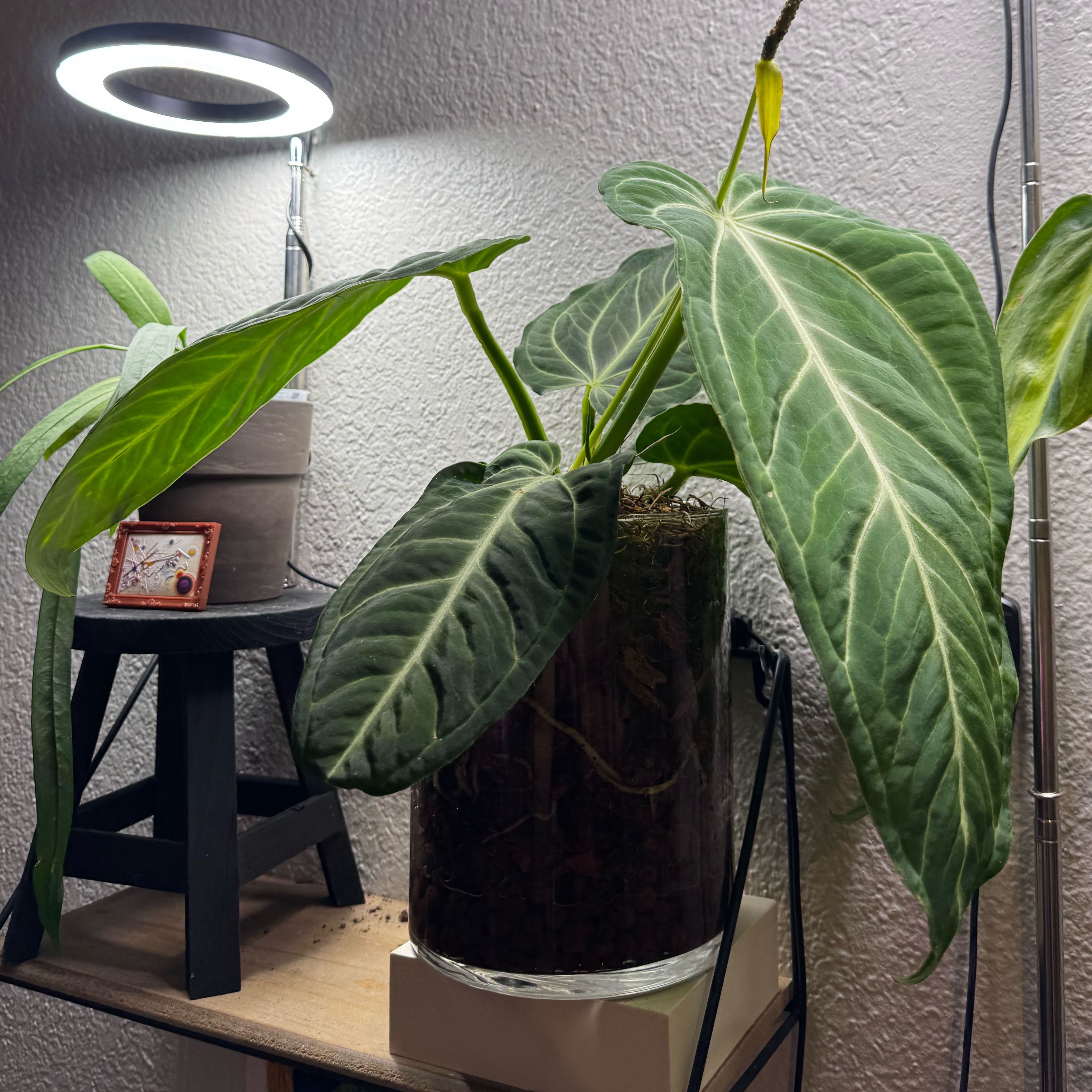 Photo of the plant species Anthurium villenoarum by @Plants4days named K Arthur on Greg, the plant care app