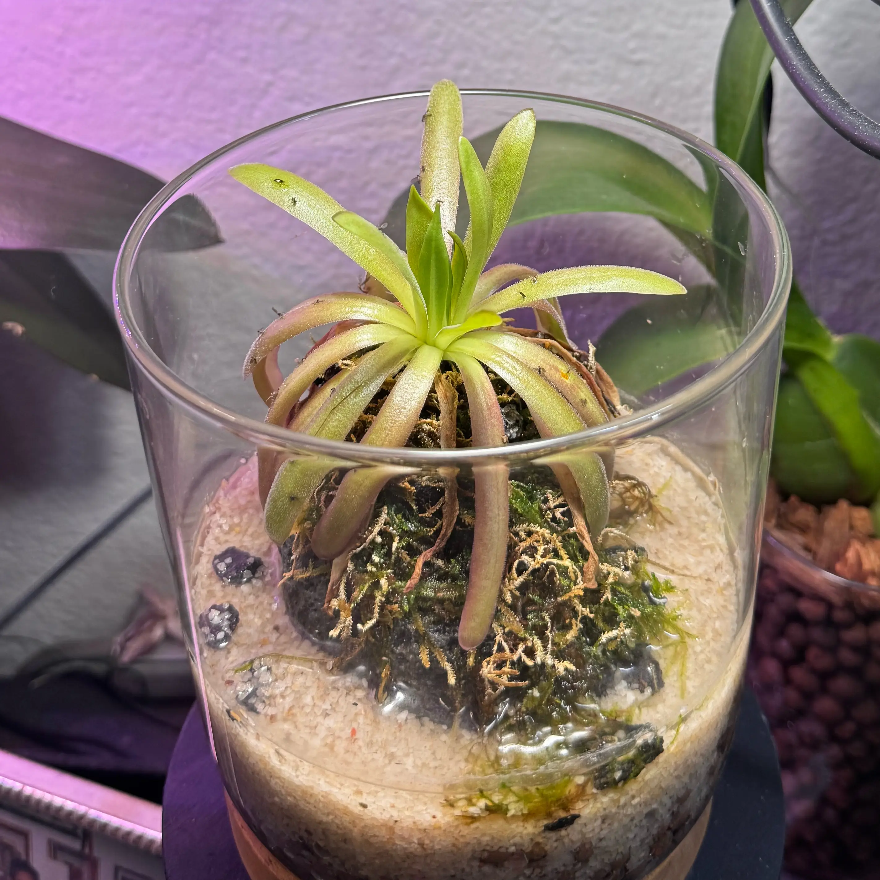 Photo of the plant species Butterwort by @Plants4days named Mictlantecuhtli on Greg, the plant care app