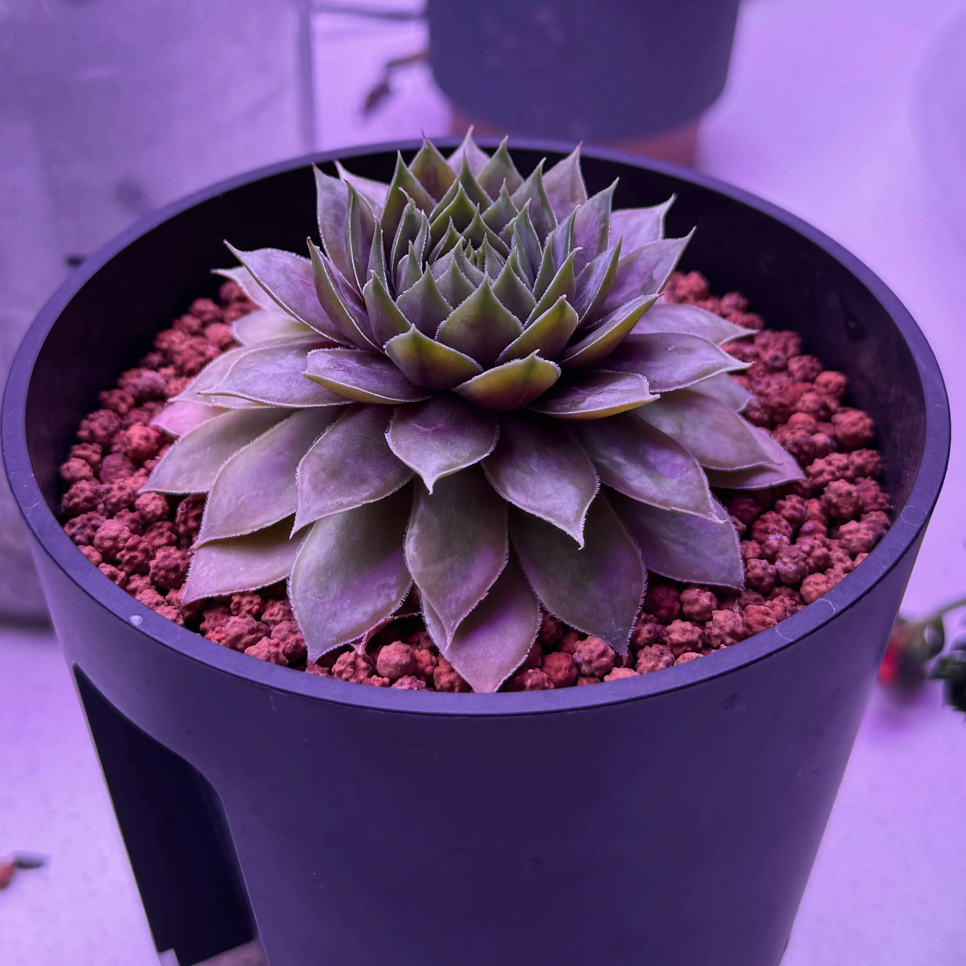 Photo of the plant species Northern Lights by @Plants4days named Indicuh on Greg, the plant care app