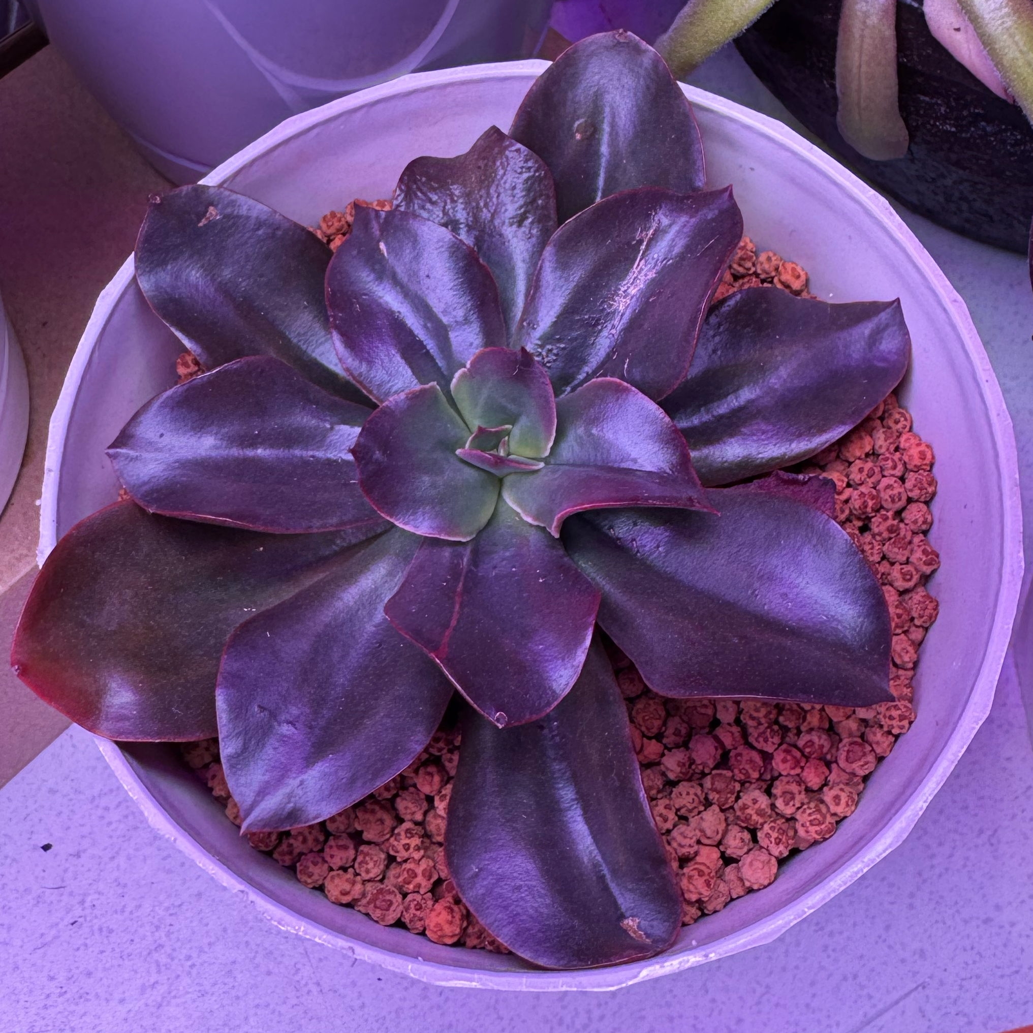 Photo of the plant species Echeveria 'Autumn Flame' by @Plants4days named Pyrus on Greg, the plant care app