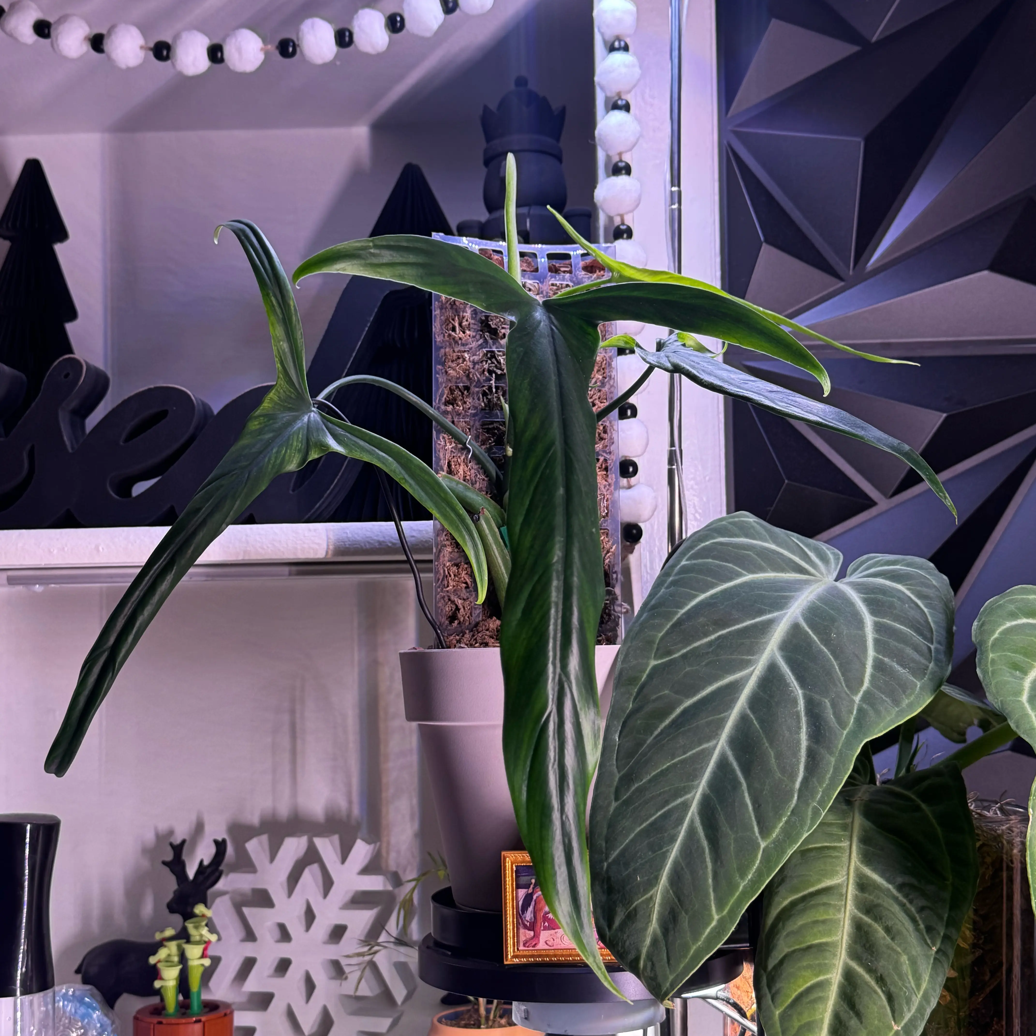 Photo of the plant species Philodendron holtonianum by @Plants4days named Holton on Greg, the plant care app