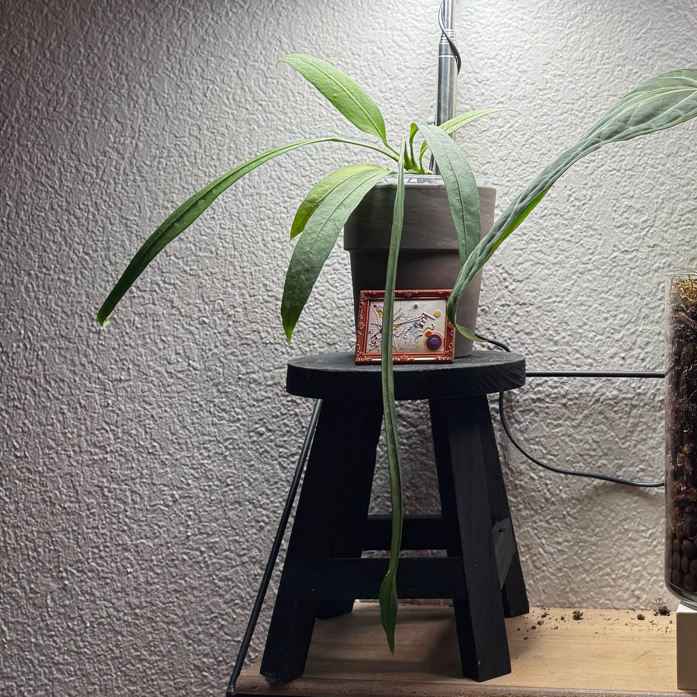 Photo of the plant species strap-leaved anthurium by @Plants4days named Mando on Greg, the plant care app