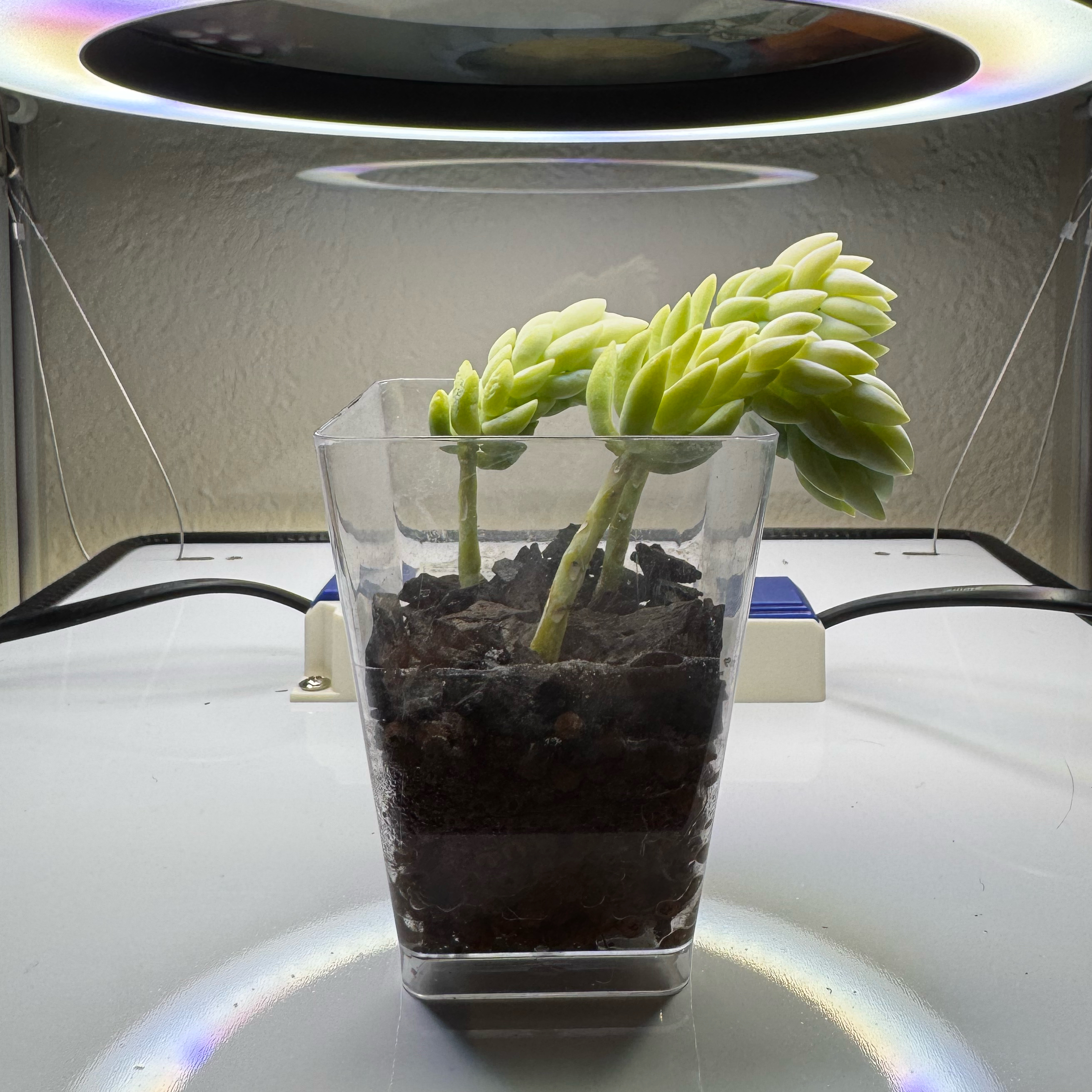 Photo of the plant species Succulent by @Plants4days named The 3 Amigos on Greg, the plant care app