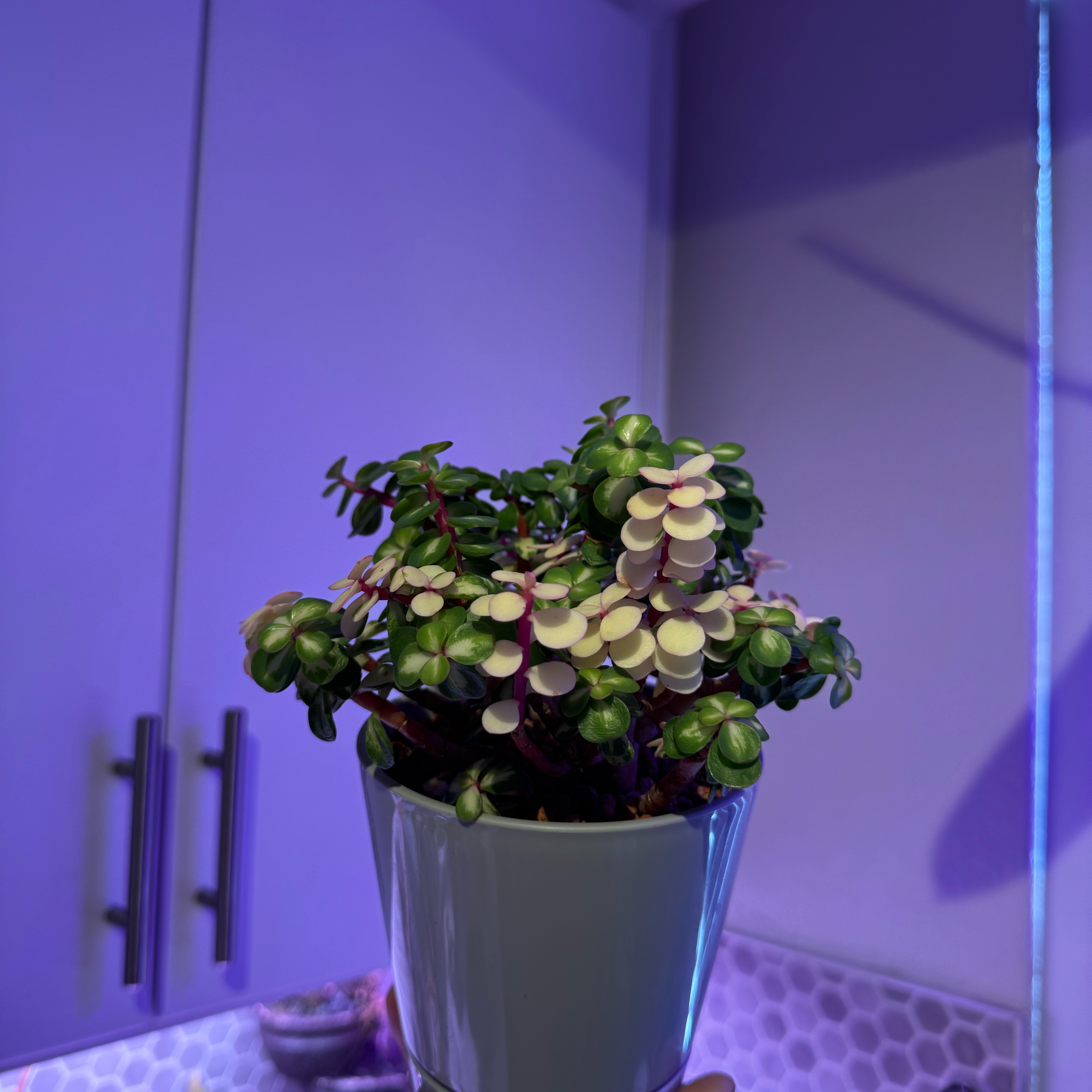 Photo of the plant species Elephant Bush by @Plants4days named Reggie on Greg, the plant care app