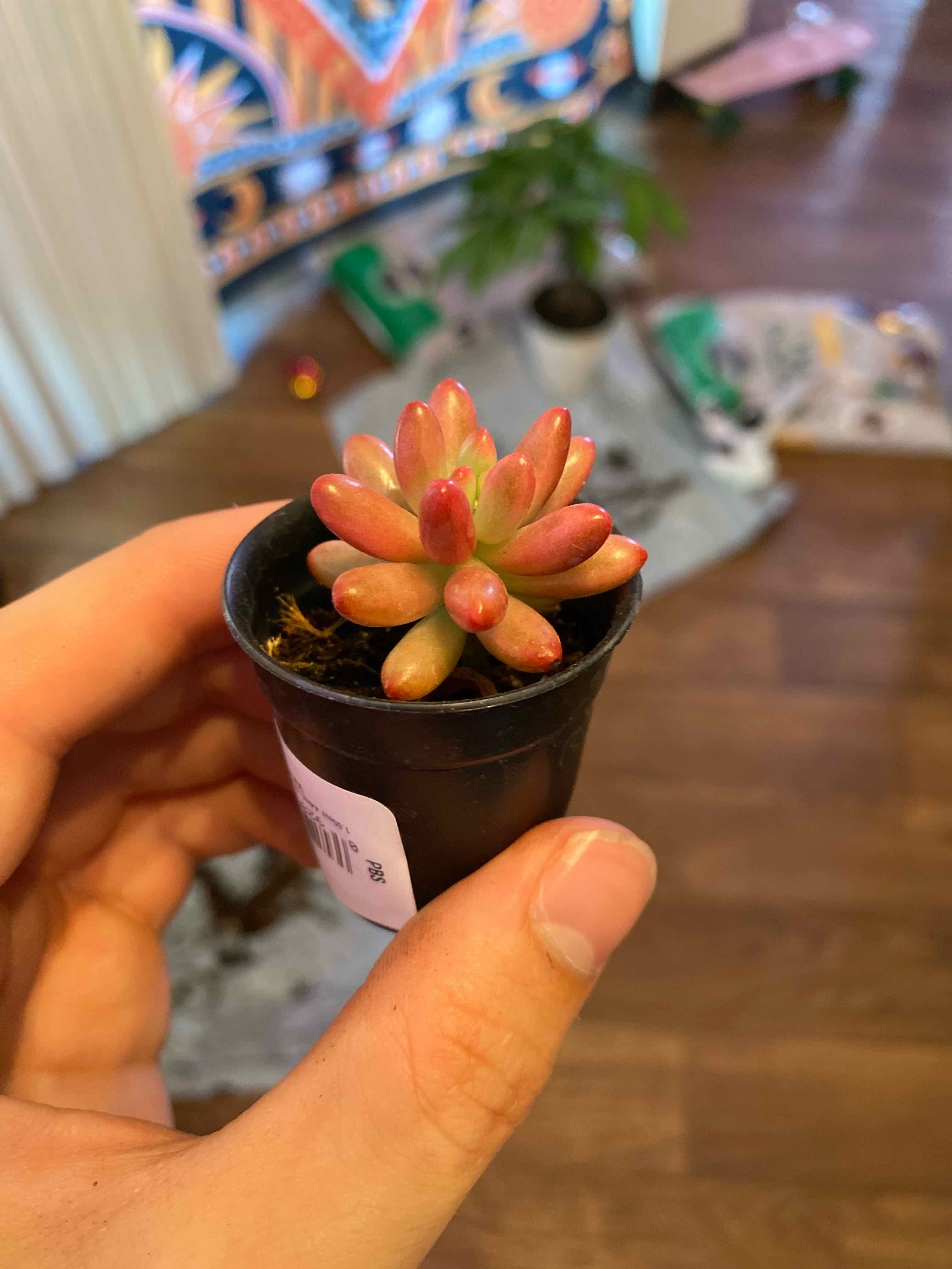 Aurora Pink Jelly Bean succulent with pinkish leaves held in a small pot.