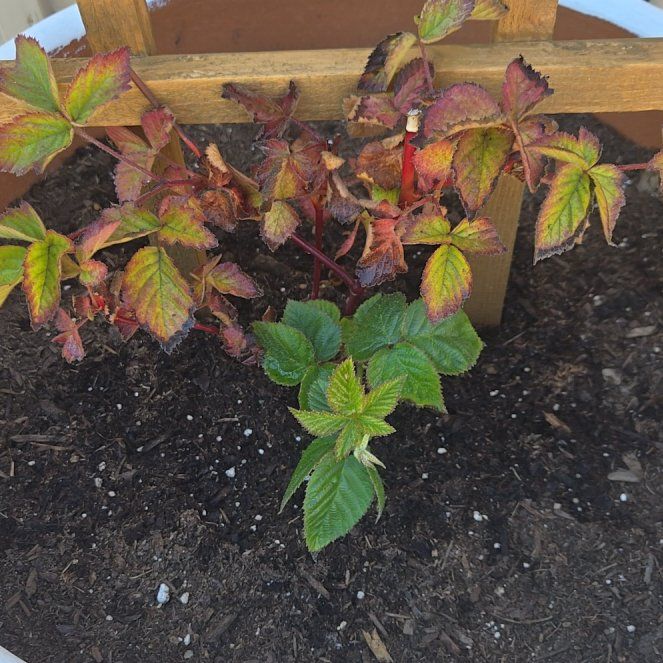 Photo of the plant species Blackberry 'Chester Thornless' by @RoundCorncob96 named Bruce Lee on Greg, the plant care app