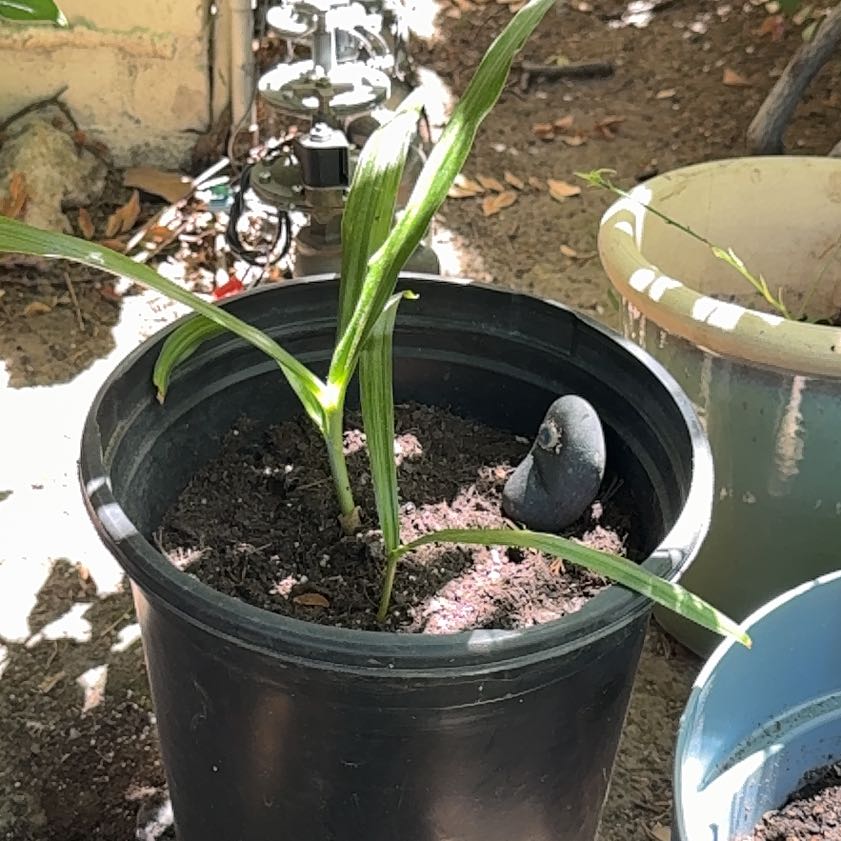 Photo of the plant species Assorted Bromeliad by @ExoticKiekie87 named Aria on Greg, the plant care app