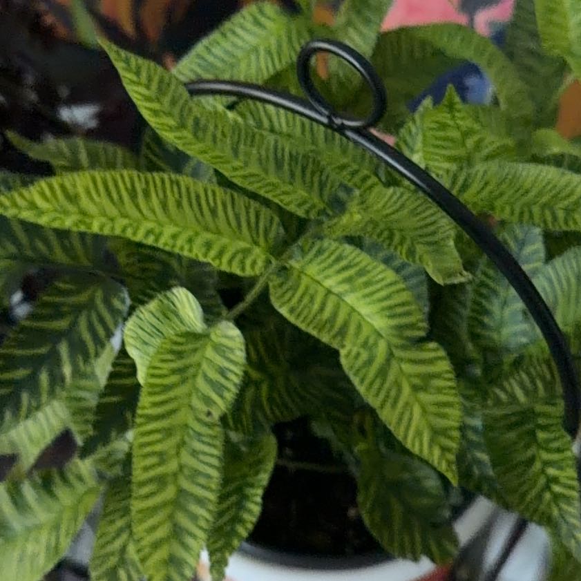 Photo of the plant species Bamboo Golden Zebra FERN by @SharpPitayita8 named Girlfriend on Greg, the plant care app