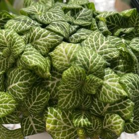 Photo of the plant species Fittonia 'Jolly Lemon' by @SharpPitayita8 named Remington on Greg, the plant care app