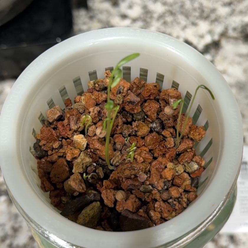 Photo of the plant species cilantro by @SharpPitayita8 named Sol on Greg, the plant care app